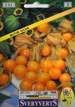 Altın Çilek