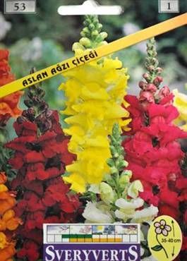 Aslanağzı Çiçeği