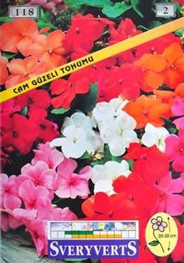 Cam Güzeli