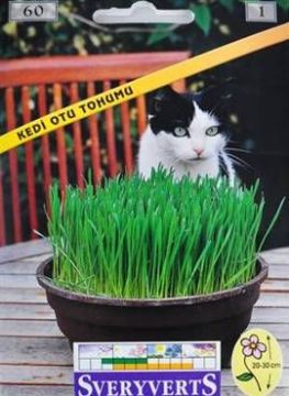 Kedi Otu Tohumu