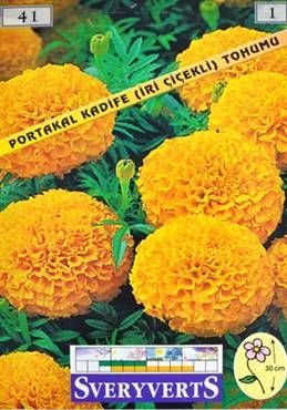 Portakal İri Kadife Çiçeği