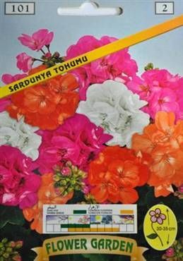 Sardunya Çiçeği